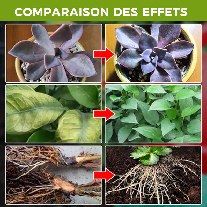 Suppléments promoteurs de croissance des plantes